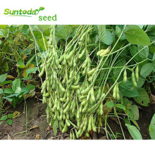 Organic green vegetable bean soybean seeds for planting